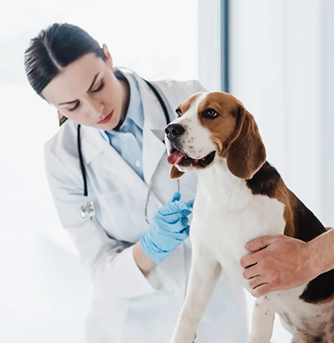 Seydikemer Veteriner